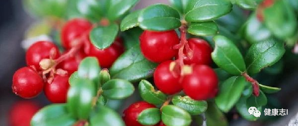 幽门螺杆菌也有“劲敌”，喝开水时加一点，能杀菌养胃