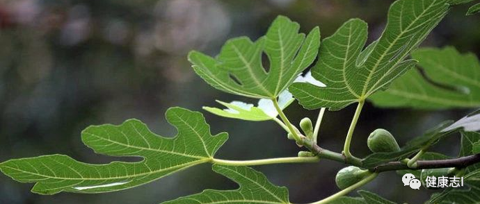 痔疮犯了，疼痛难忍！这种树叶，每天煮水喝，痔疮绕道走