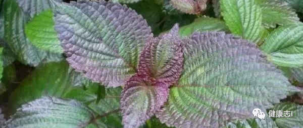 他三伏天吃紫苏叶，7天后身体有奇怪的变化！