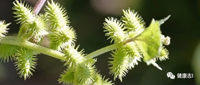 农村一野草，是天然的降压药，还可以抗菌消炎，祛风止痛！