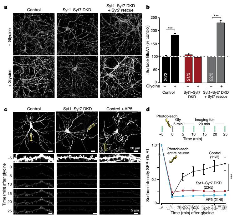 科学网—Nature——Syt1和Syt7是长时程可塑性形成的关键分子 - 陈之春的博文