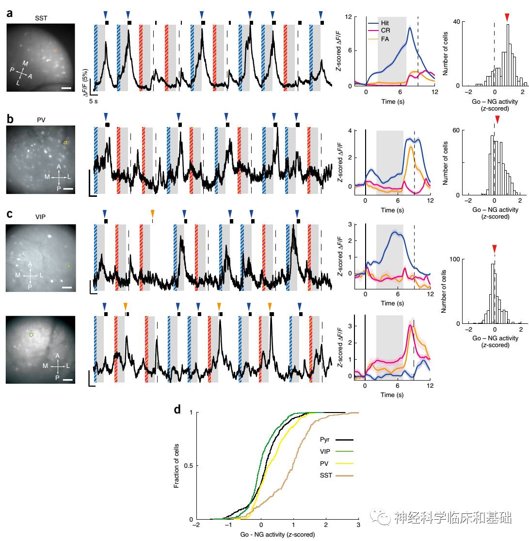 科学网—Nature neurosci—前额叶中间能神经元调控记忆导向行为 - 陈之春的博文