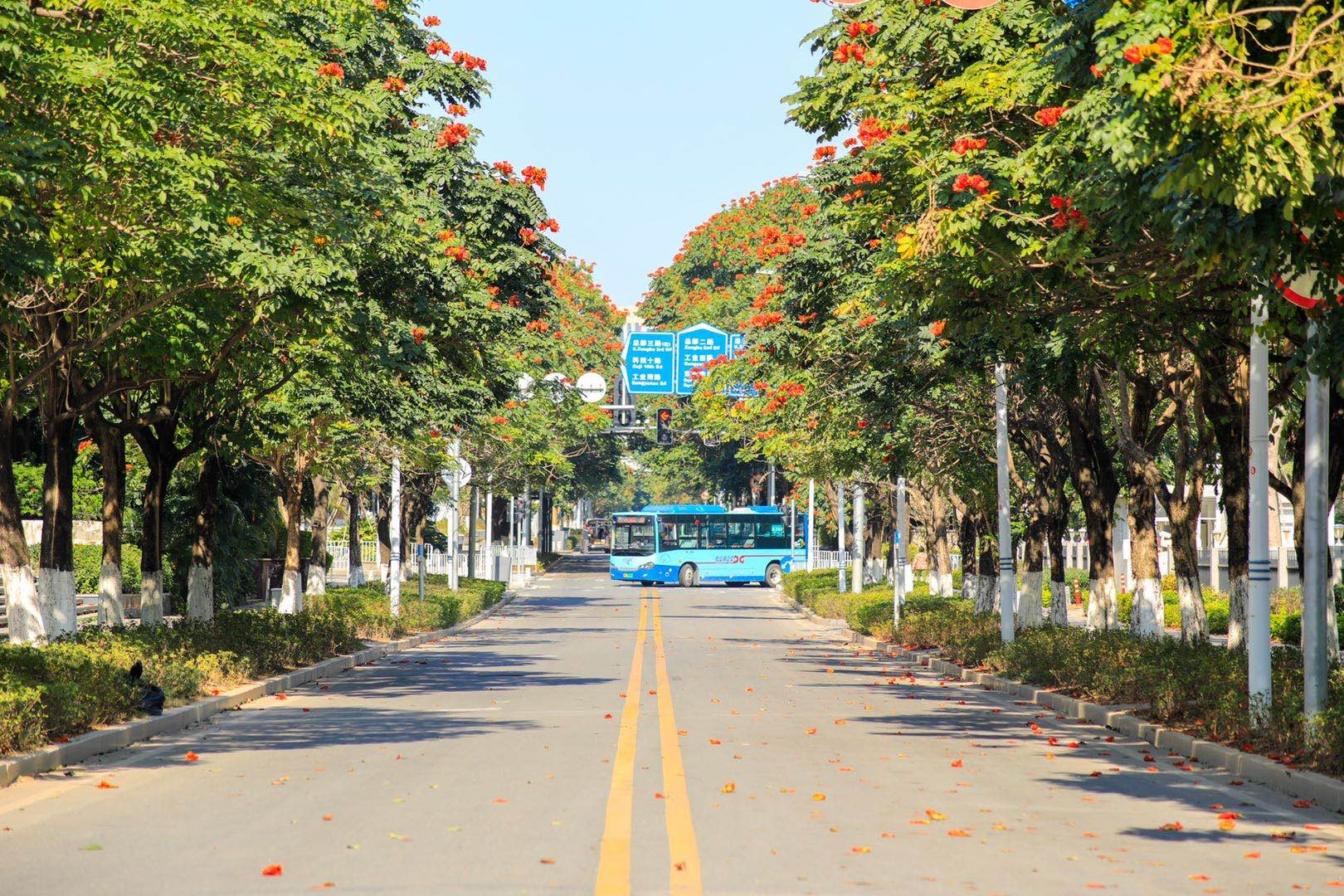 松山|一周一景 | 打卡松山湖最美道路，四季有花一路如画！