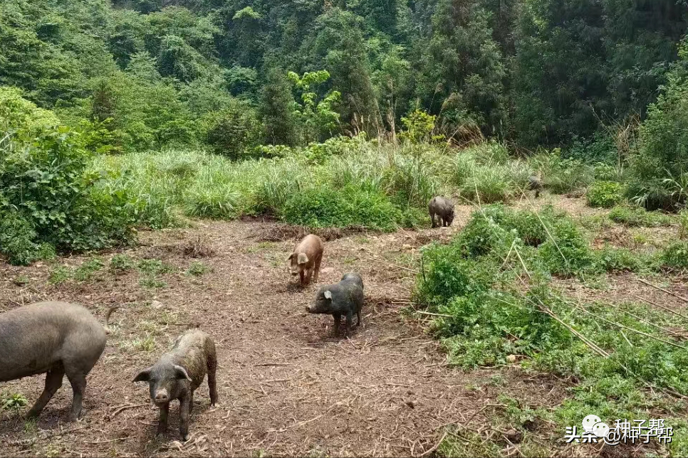 养猪的五种优质高产牧草