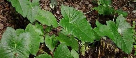 冬秋季荨麻疹反复老不好？一种寻常植物是特效药，去疹不再来