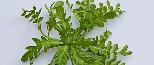 糖尿病患者不要急，常吃这5种“天然胰岛素”食物，稳定血糖不上升，糖尿病不攻自破！