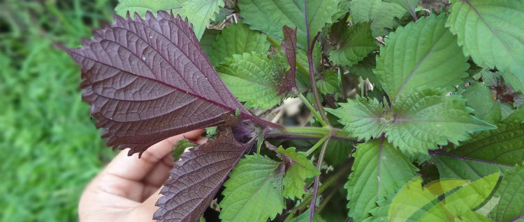 慢性鼻炎难治愈？农村一种叶子煮水喝，当天就好转