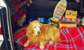 年迈金毛曾两度休克，主人为陪伴它毅然做出这样的决定…