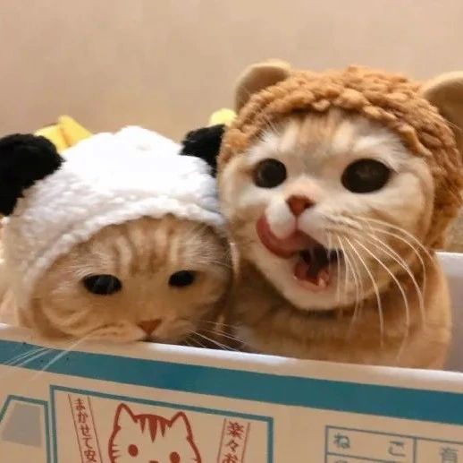小橘猫的撩人套路实在是太高了！