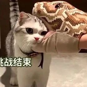 太可怕了！大蟒蛇一口咬住小猫咪的头！无力反抗！