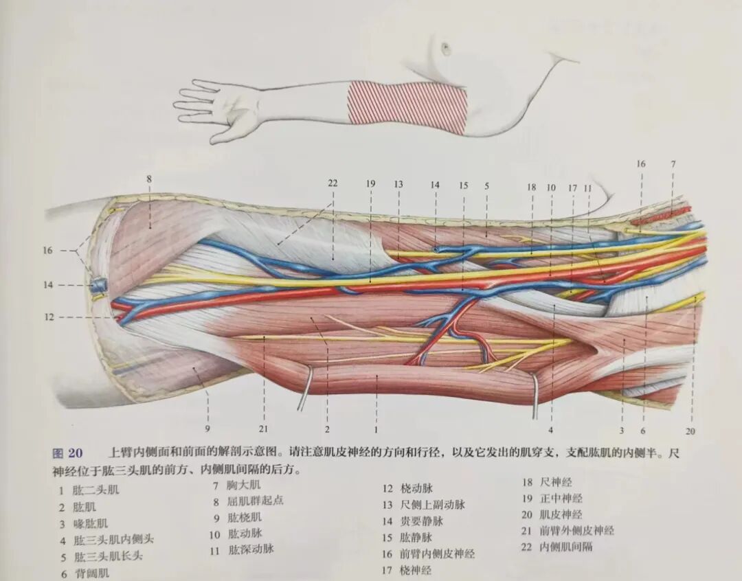 肱骨手术入路大全，赶紧收藏起来！