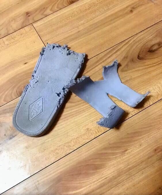 主人拖鞋被咬后疯狂报复狗砸