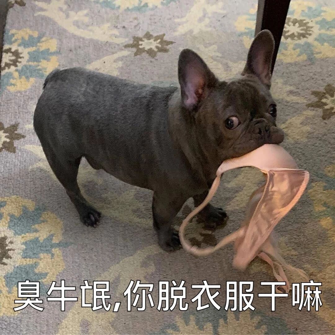 别当着狗的面脱衣服，不然……