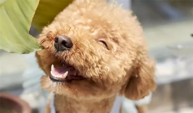 狗子会笑吗？答案可能和你想得不太一样…