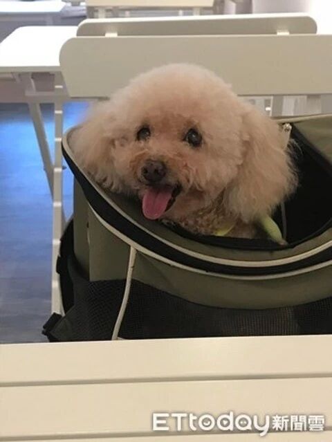 小泰迪突然没呼吸吓坏主人，但大夫的话让所有人笑喷！
