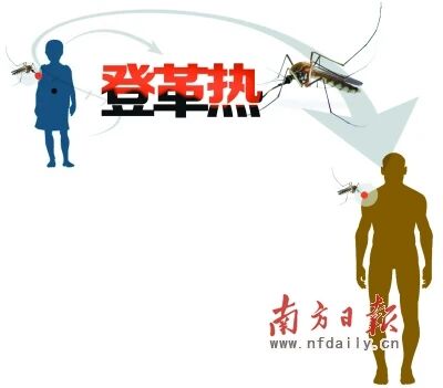 与蚊一战，登革热防控诀窍需知晓！-幼师课件网