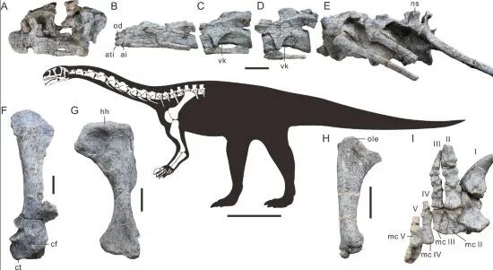 吳氏武定龍主要保存的骨骼化石。（中國科學(xué)院古脊椎動物與古人類研究所供圖）