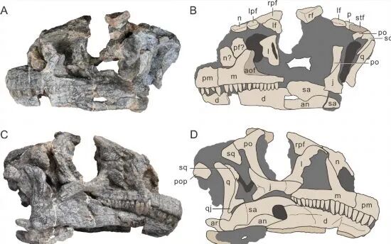 吳氏武定龍的頭部骨骼照片及線描圖。（中國科學(xué)院古脊椎動物與古人類研究所供圖）