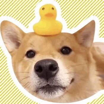 男人洗狗和女人洗狗，隔了一个“疗养院”的距离……