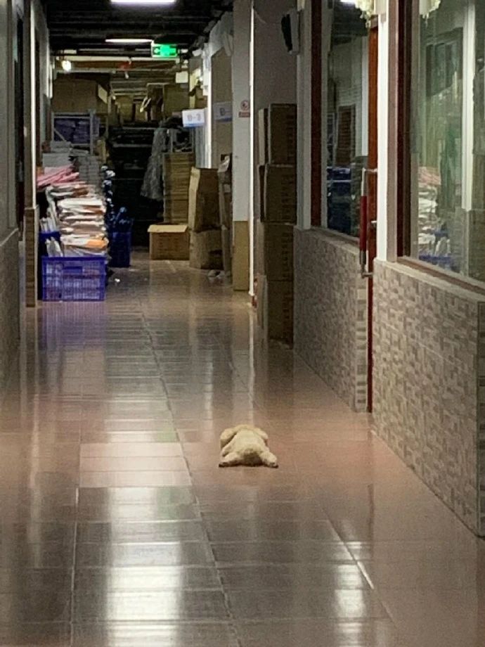回家途中看到一只玩具熊，刚筹备过去捡……结果被吓一跳！