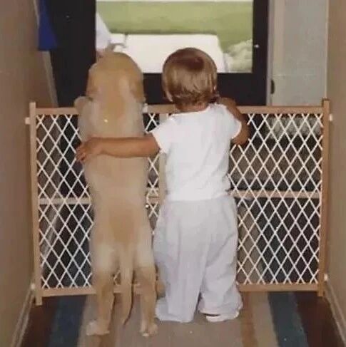 怀孕把狗送走，你将会永远错过这些画面