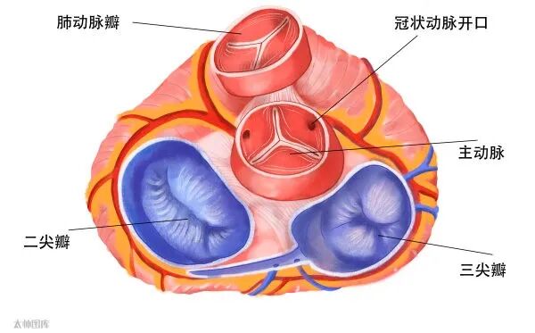 心脏所有重难知识点