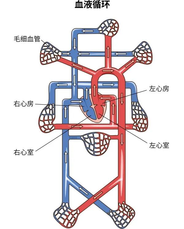 心脏所有重难知识点