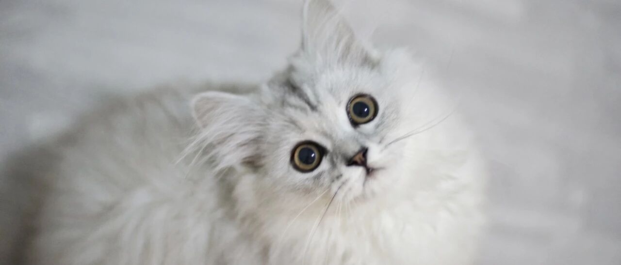 今日份的高级云吸猫，请注意查收！