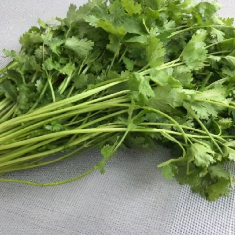 保存香菜，不要直接放冰箱！教你正确方法，香味浓郁，放1年不坏