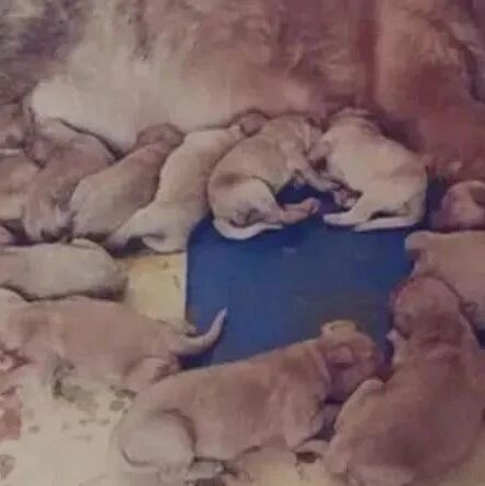 金毛怀孕做了妈妈，女主开心落泪，生下后主人却瞬间傻了眼