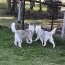 养一只精力旺盛的哈士奇是种怎样的体验？这网友也太难了吧，笑屎