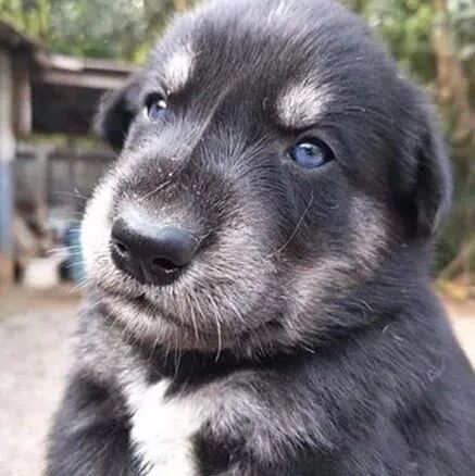 金毛怀孕生下了一窝煤炭，然而看清宝宝的长相后，网友笑疯了！