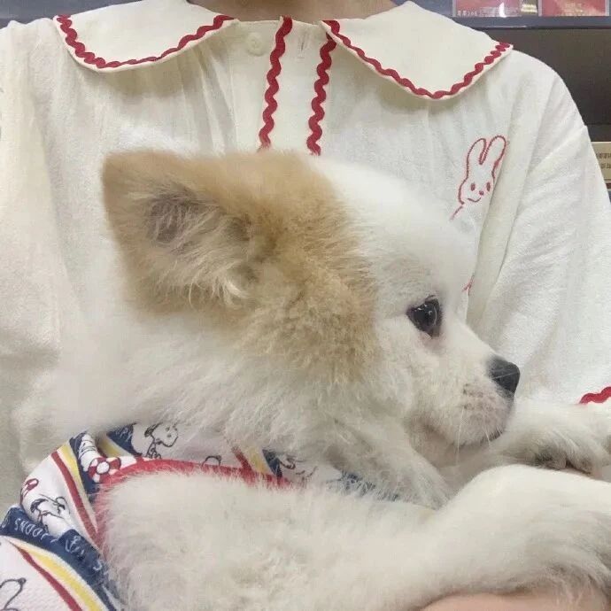 每天只是坐着门口，这只狗子就收获了一群可爱的小粉丝...