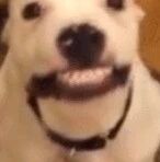 我养的不是狗，而是一个诈骗犯！