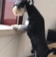 主人在沙发上睡觉，四只金毛就去跟她抢位置，结局笑喷了！