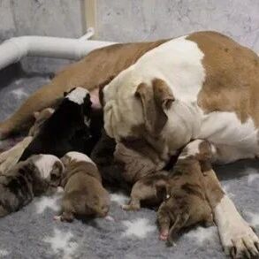 狗子产检最多生6只宝宝，最后它竟然生了20只，连医生都被吓到了！