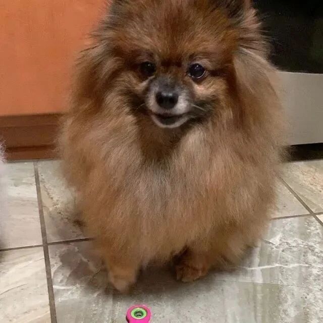 给博美洗澡一定要有心理准备...场面超吓人！