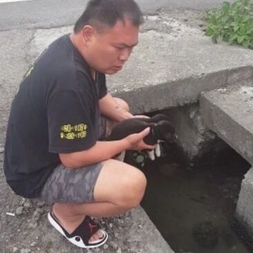 幼犬掉水沟顺利救援，狗妈大喊：还有我啊！