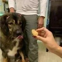 “半夜起床，窗帘下突然惊现一颗狗头…”