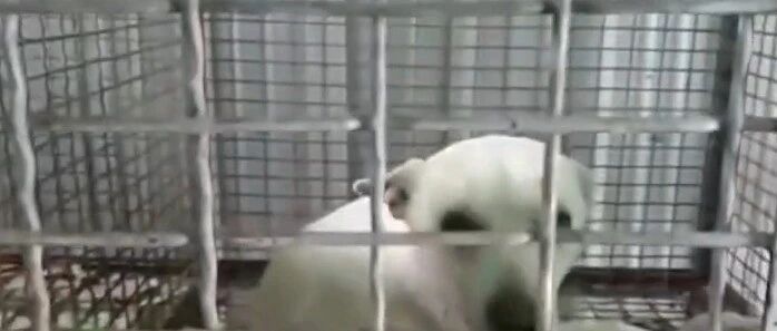 领养一只狗后，意外得到了11只小奶狗，主人惆怅了…