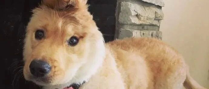 这只金毛的一只耳被切除后，却意外因可爱长相而走红全网！