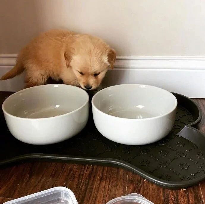 铲屎官给小狗狗买了新饭碗，结果被这货当成了狗窝睡...
