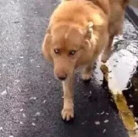 网友想跟大金毛打招呼，可正面看到狗时，他懵逼了：这是哈士奇？