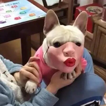 网友给自家法斗买了个嘴套，戴上后发现真辣眼睛！