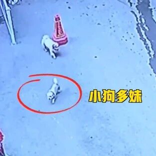 狗狗走失六天后独自坐电梯回家，正发传单的主人激动到哭…