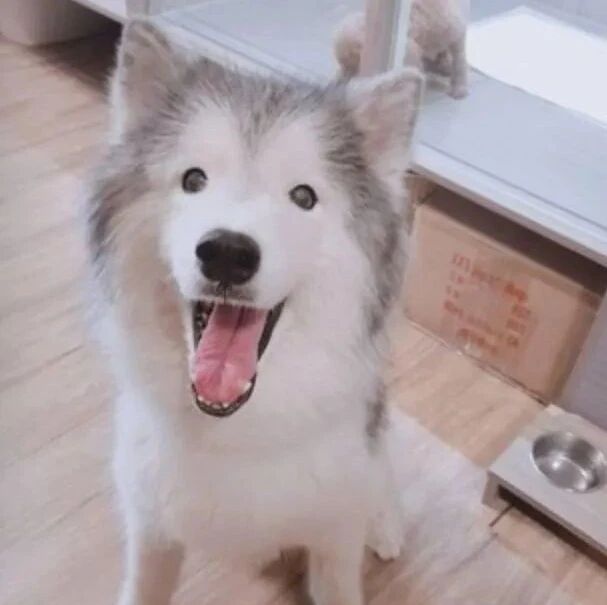 主人教训闯祸狗砸，结果大眼萌汪被吓到变汪版“李荣浩”...