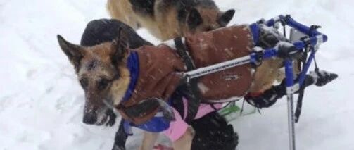 女子执意要收养六只狗狗，背后的原因让人心酸…