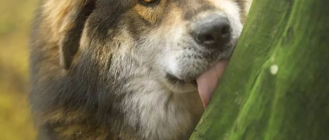 想知道这只藏獒是不是拿了大金毛的剧本...