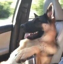 养一只特别乖的狗是怎样一种体验？