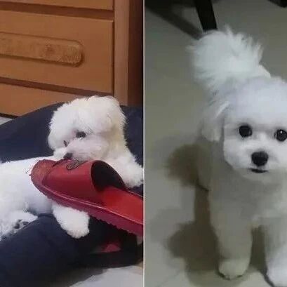 爸爸脑出血半年没意识，直到爱犬的一个吻，他竟奇迹般清醒了...